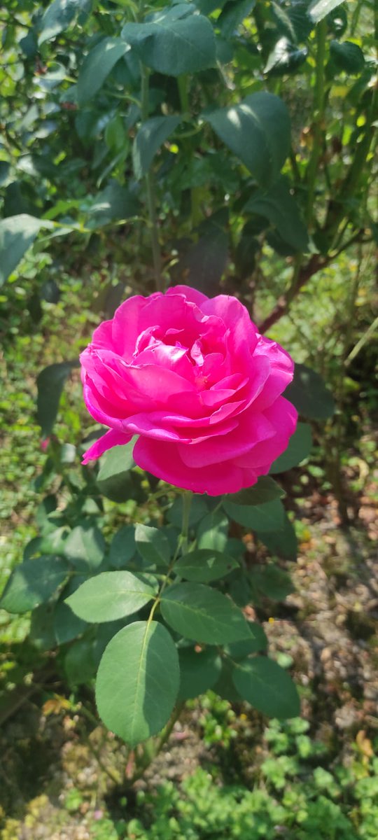 annamariakuch's tweet image. Good morning Sophie 🥰 wishing you  an amazing Friday the 13 take care ☕️🌞🦜🌸🌻💚