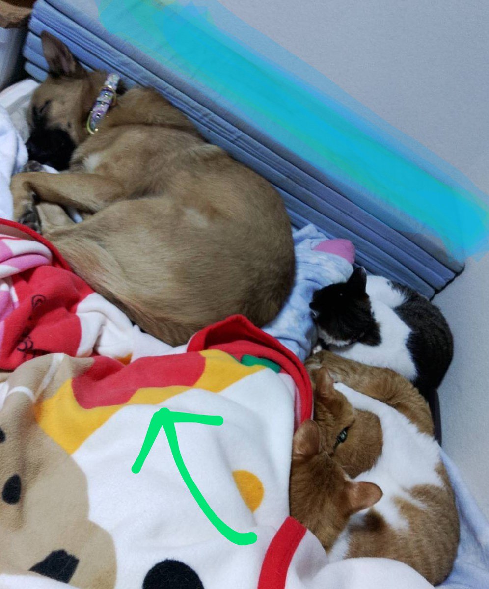 わんちゃんず tweet media