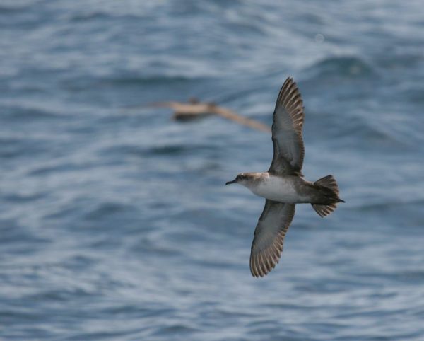 concienciaeco's tweet photo. Nuevo récord de longevidad de la pardela balear: 30 años y criando
Imagen © Pep Arcos – SEO/BirdLife
https://t.co/EbNMkxdBj8
#medioambiente #aves #avesmarinas #biología #pardelabalear #Baleares #animales #ecología #especiesenextinción #avesamenazadas #biodiversidad #conservación https://t.co/zCX7pHrtaa