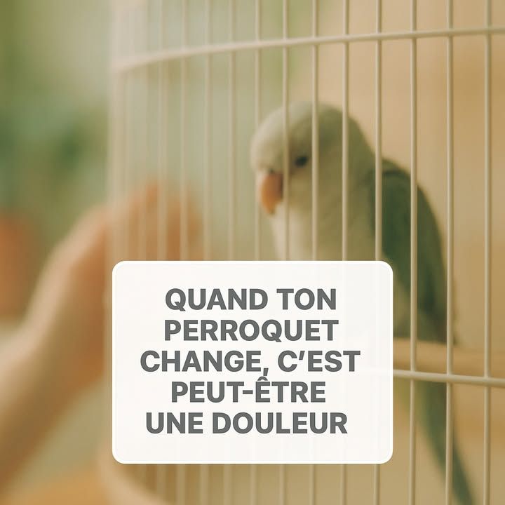 passionperrok's tweet image. Un perroquet qui “change de caractère”, c’est souvent juste qu’il a mal. Coco “boudait”... septicémie. Internet sert à rien si ton oiseau souffre au fond de sa cage. 
#perroquet #santeanimale #veterinaire #oiseaux

buff.ly/cX6EAG2