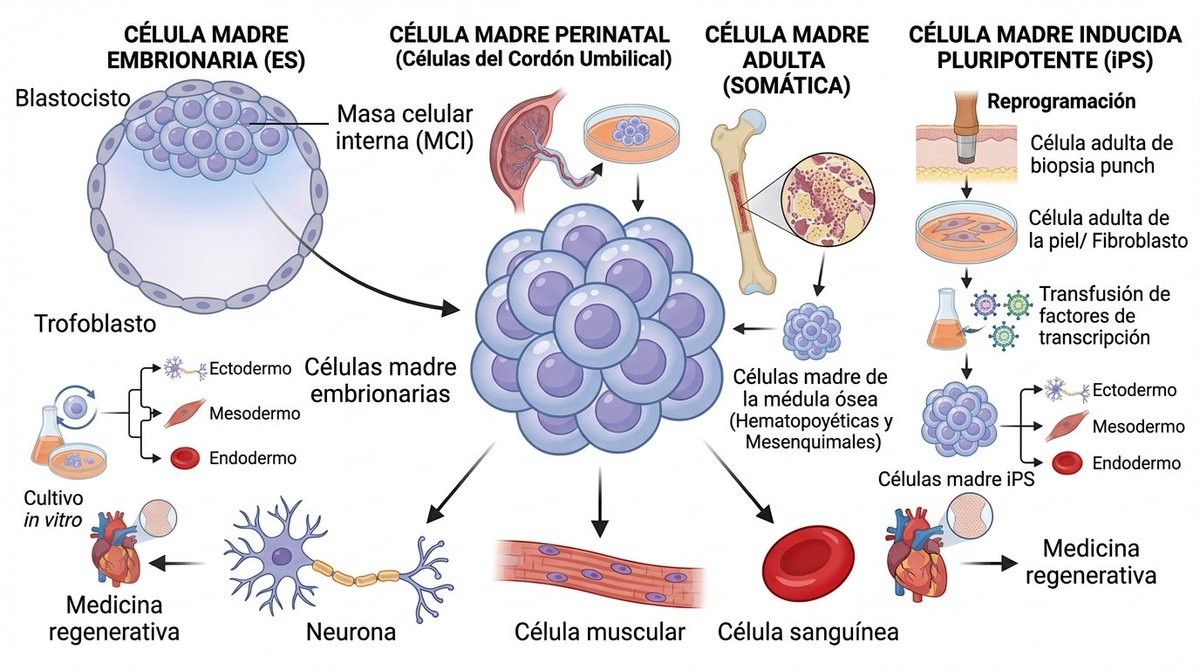BioCord | Células Madre tweet media
