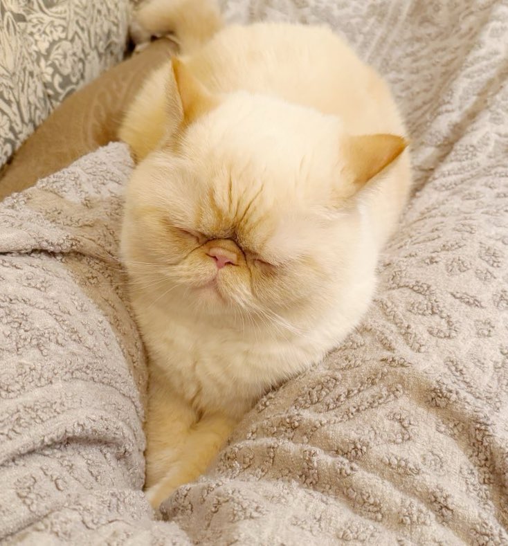 田中理恵 tweet media