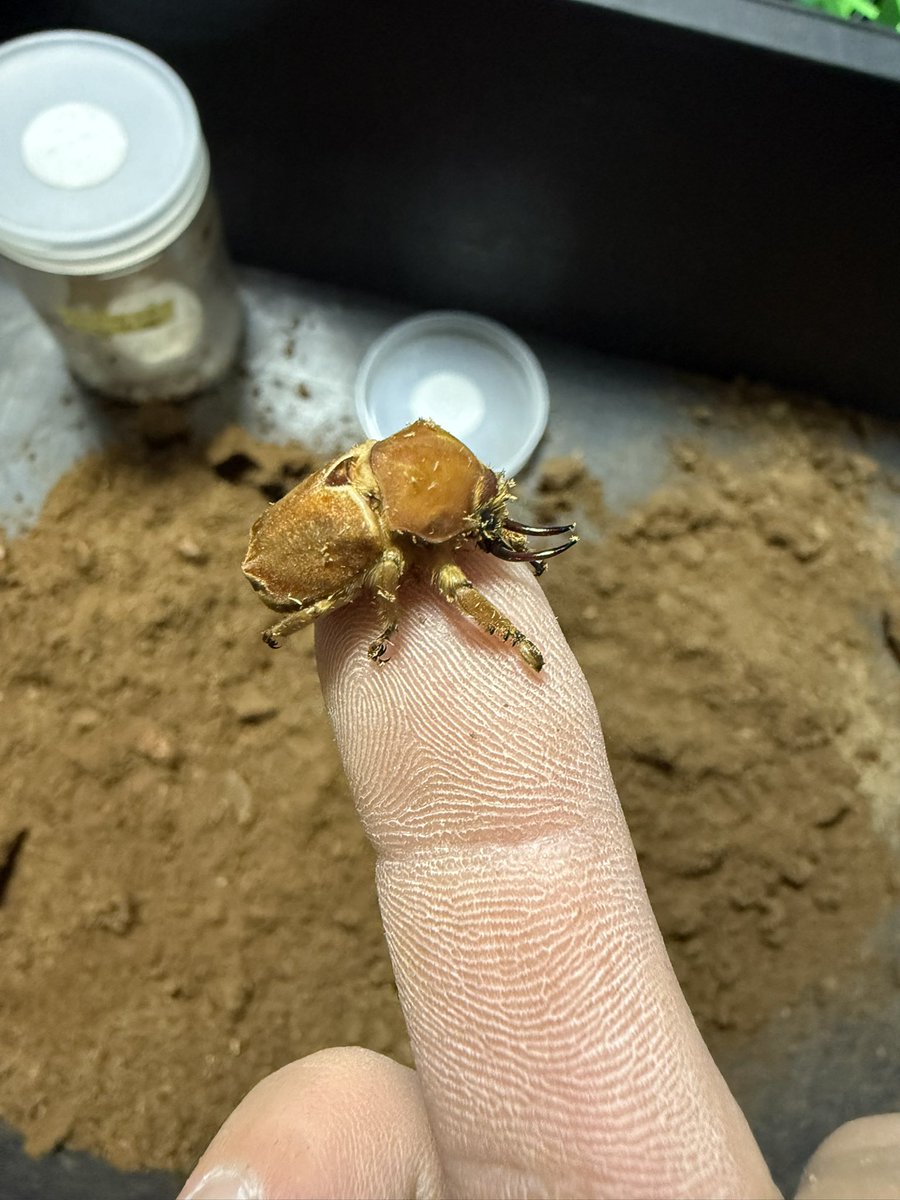 ビートルハウス79 tweet media