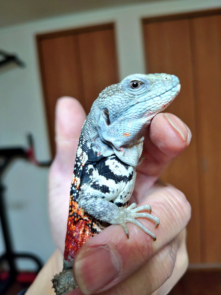 cachryx tweet picture