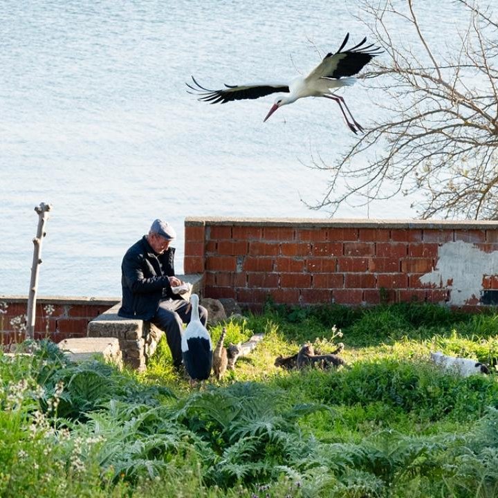 Yaren leylek, eşi Nazlı ile birlikte Adem Amca’nın bahçesinde vakit geçirirken görüntülendi.