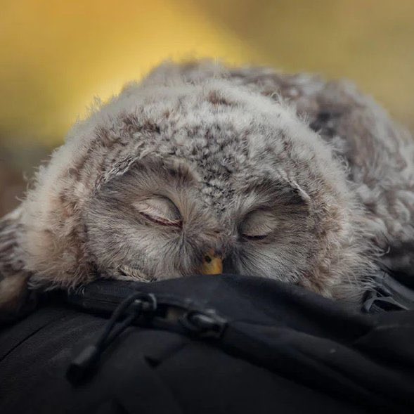PrismeMedia's tweet photo. 🛌💤 Aujourd’hui c’est la journée internationale du sommeil

Vous pouvez dormir jusqu’à demain ! https://t.co/o7BZAHyz7b