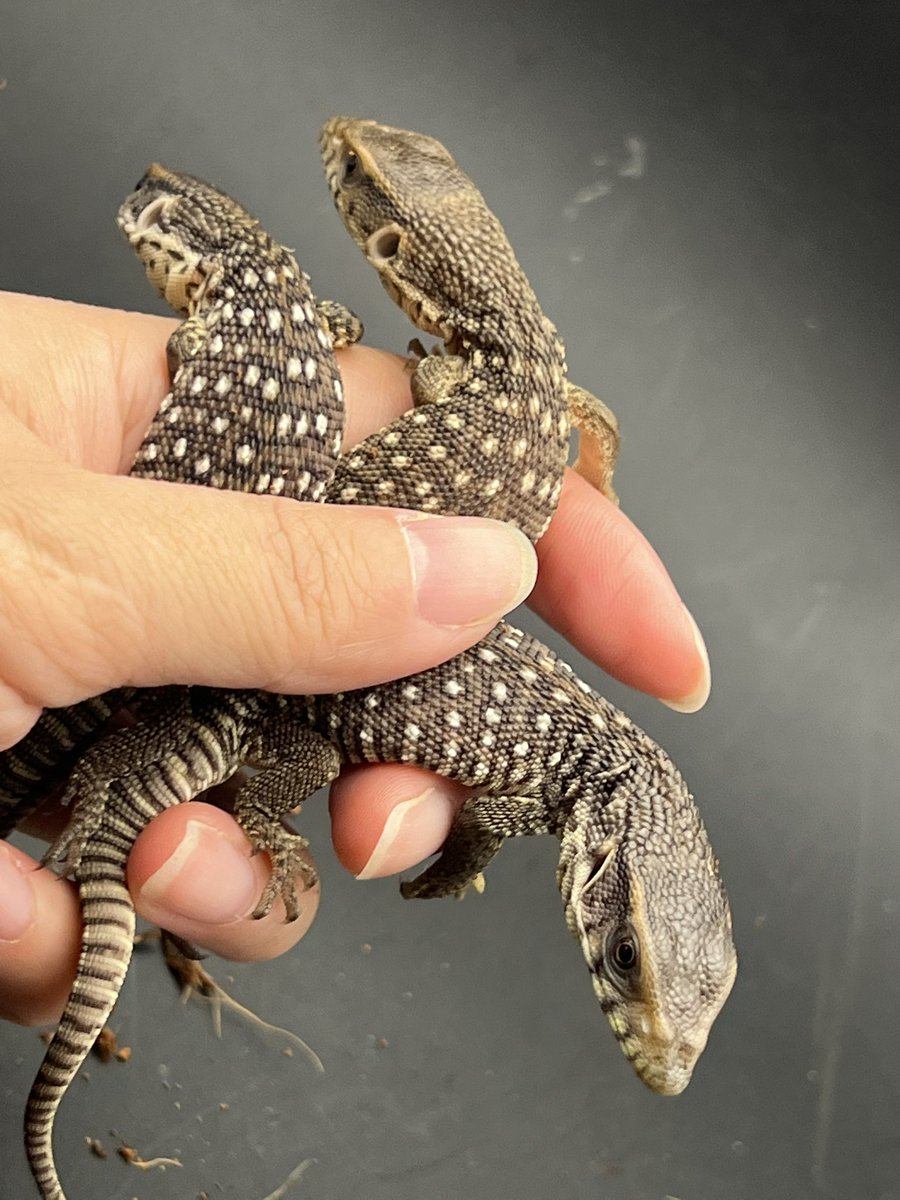 Reptiles Shop Queen tweet media