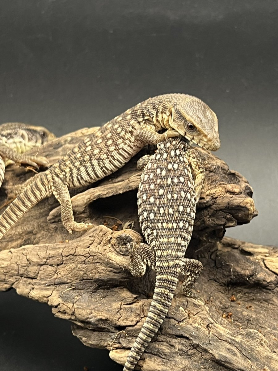 Reptiles Shop Queen tweet media