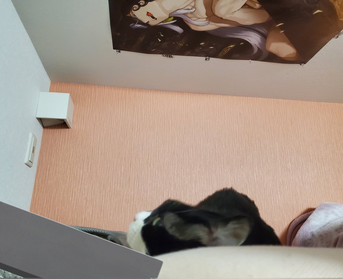ロフトで寝てるんだけど、試しに天井に貼ってウケてたら猫が明らか動揺しててワロタ