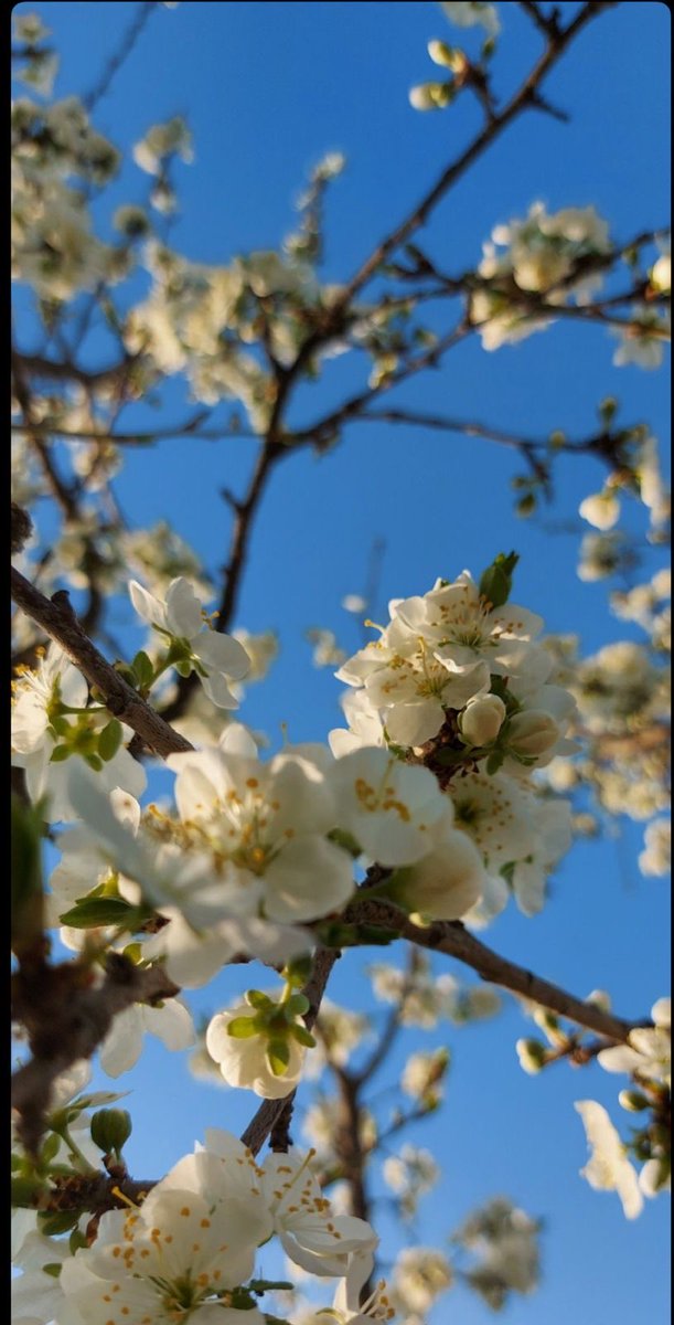 çiçək. tweet media