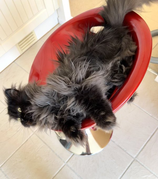 Doris McFloofle tweet media