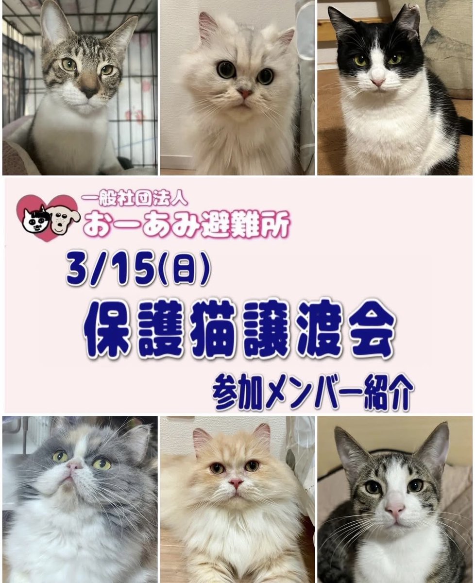 おおあみなおこ tweet media