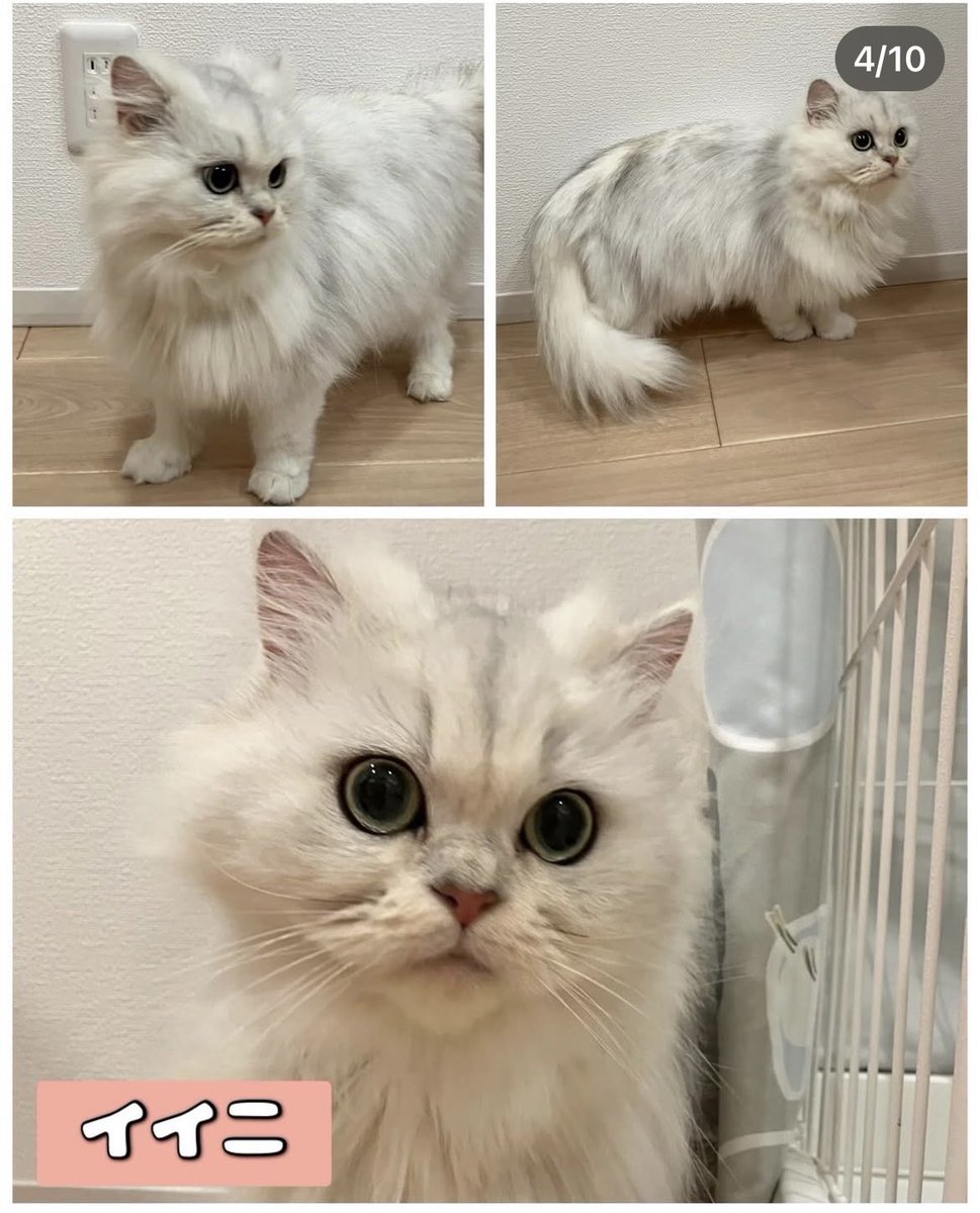 おおあみなおこ tweet media