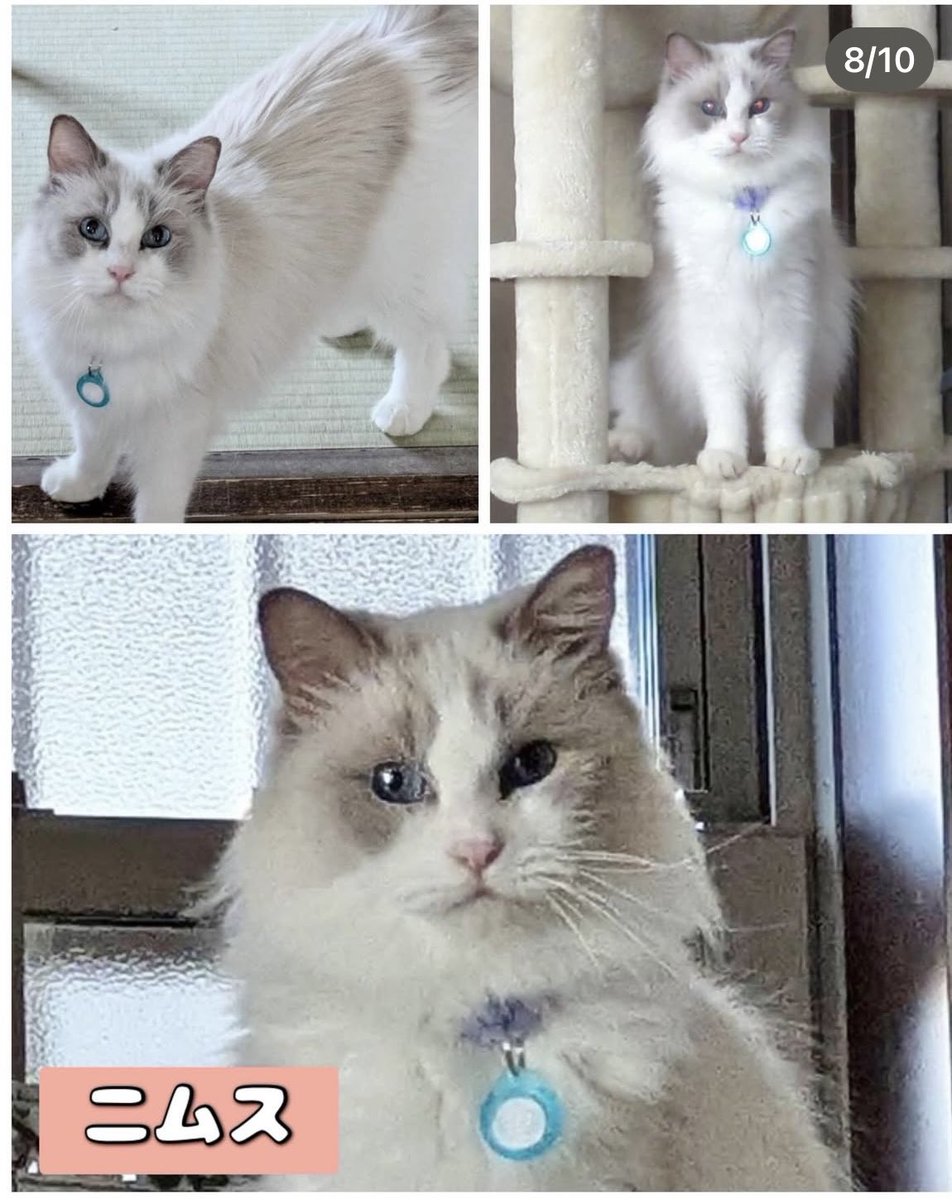 おおあみなおこ tweet media