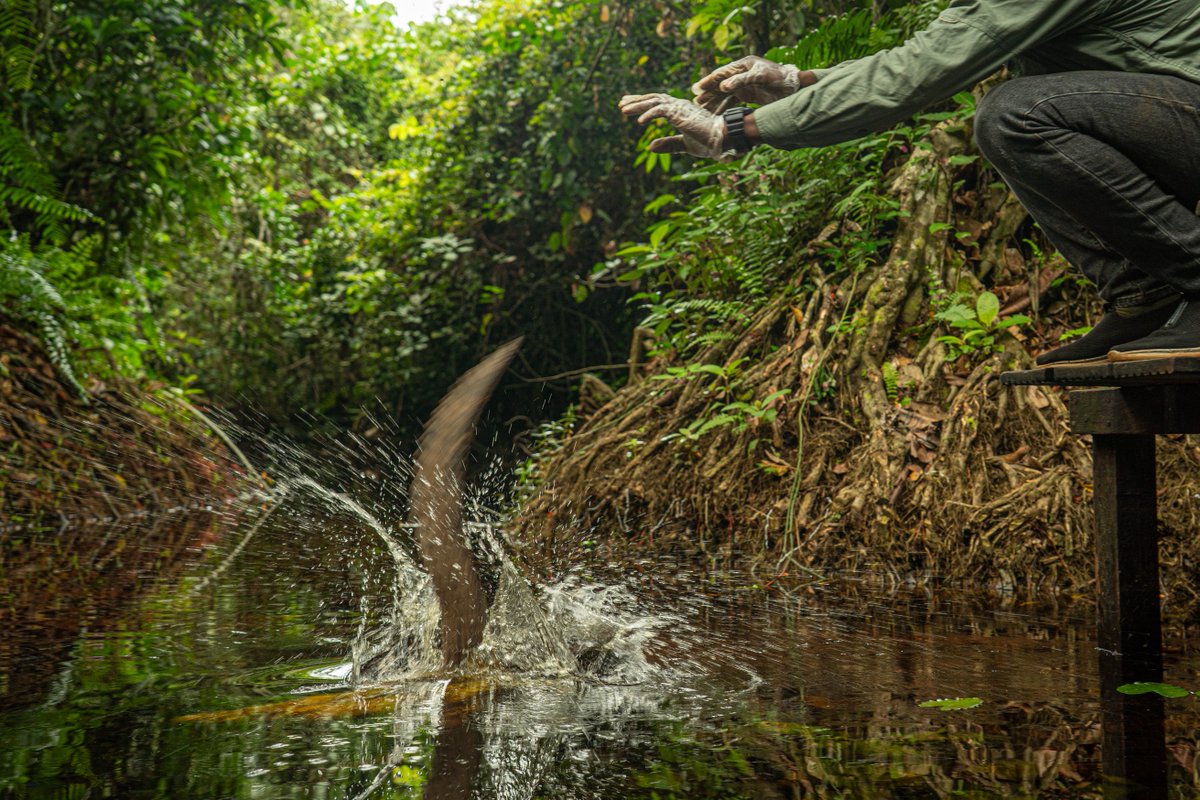 WCS Congo tweet media