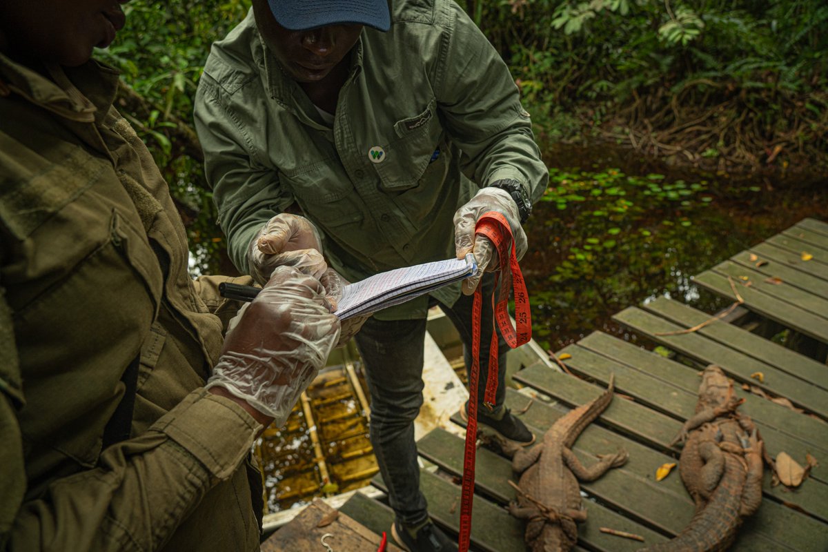 WCS Congo tweet media