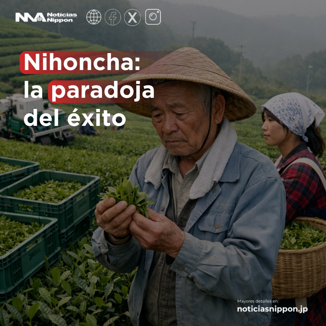 NoticiasNippon's tweet photo. [#日本茶 | #nihoncha] el #matcha conquista redes sociales, cafeterías y mercados internacionales, provocando escasez de hojas y subidas históricas de precios en #Japón

👉 https://t.co/r59jAVBAwn

#ソーシャルネットワーク #NoticiasNippon #noticiasdejapón https://t.co/KlkAYEXcJQ