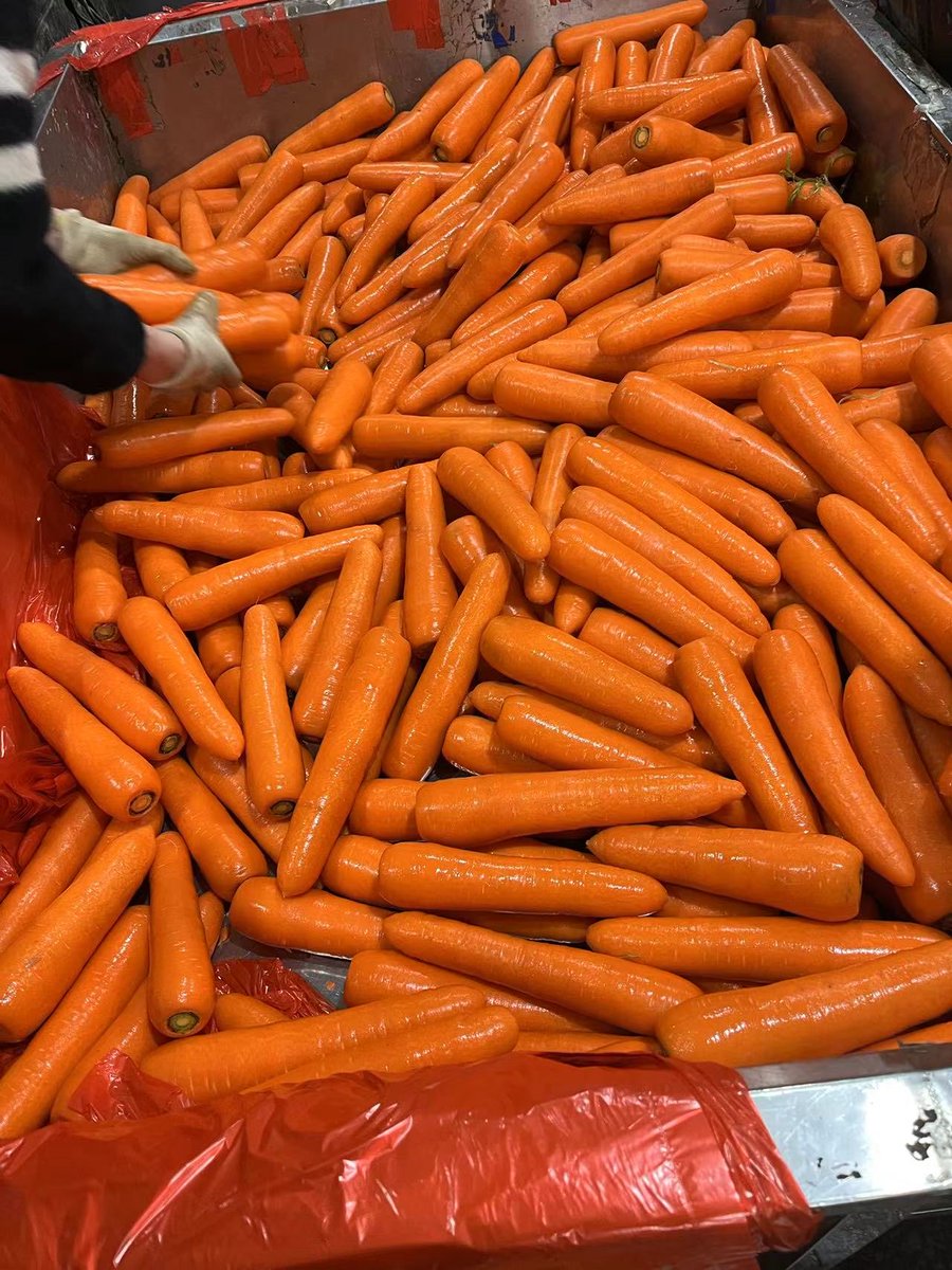 Huayuvegetable's tweet image. 来自中国的新鲜蔬菜,有需要可以找我#OnionMarket #ExportReady #PotatoCarrotOnion