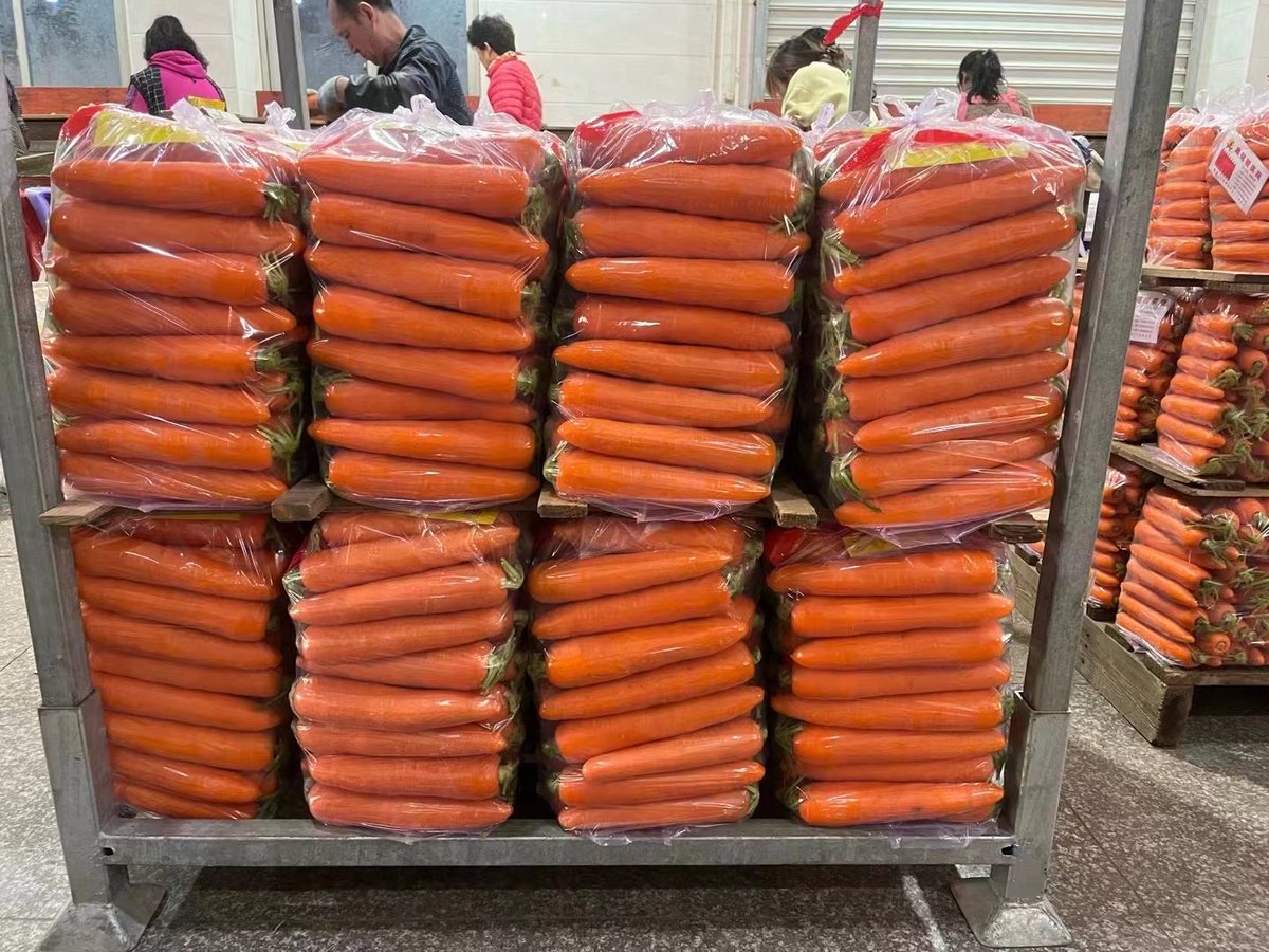 Huayuvegetable's tweet image. 来自中国的新鲜蔬菜,有需要可以找我#OnionMarket #ExportReady #PotatoCarrotOnion