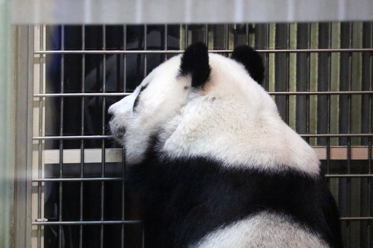 パンダライター 二木繁美｜『水曜日のお嬢様』発売中 tweet media