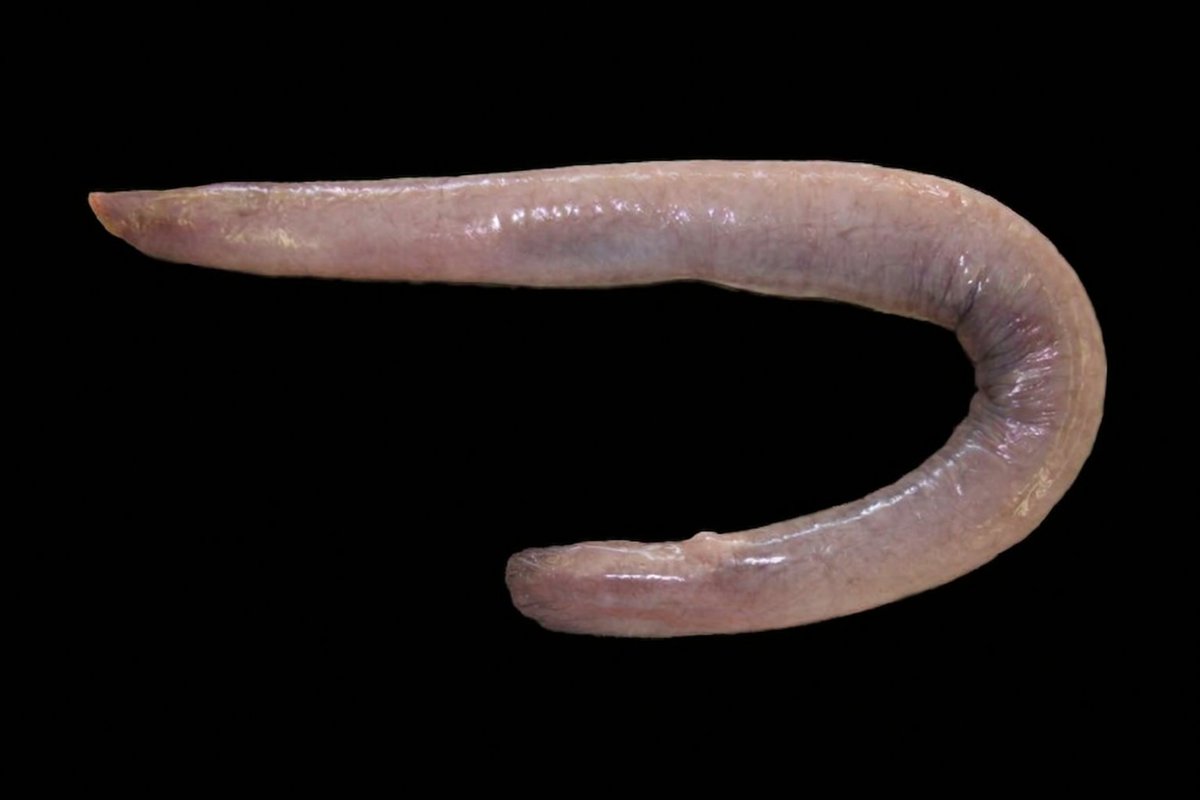 Fish in the News tweet media