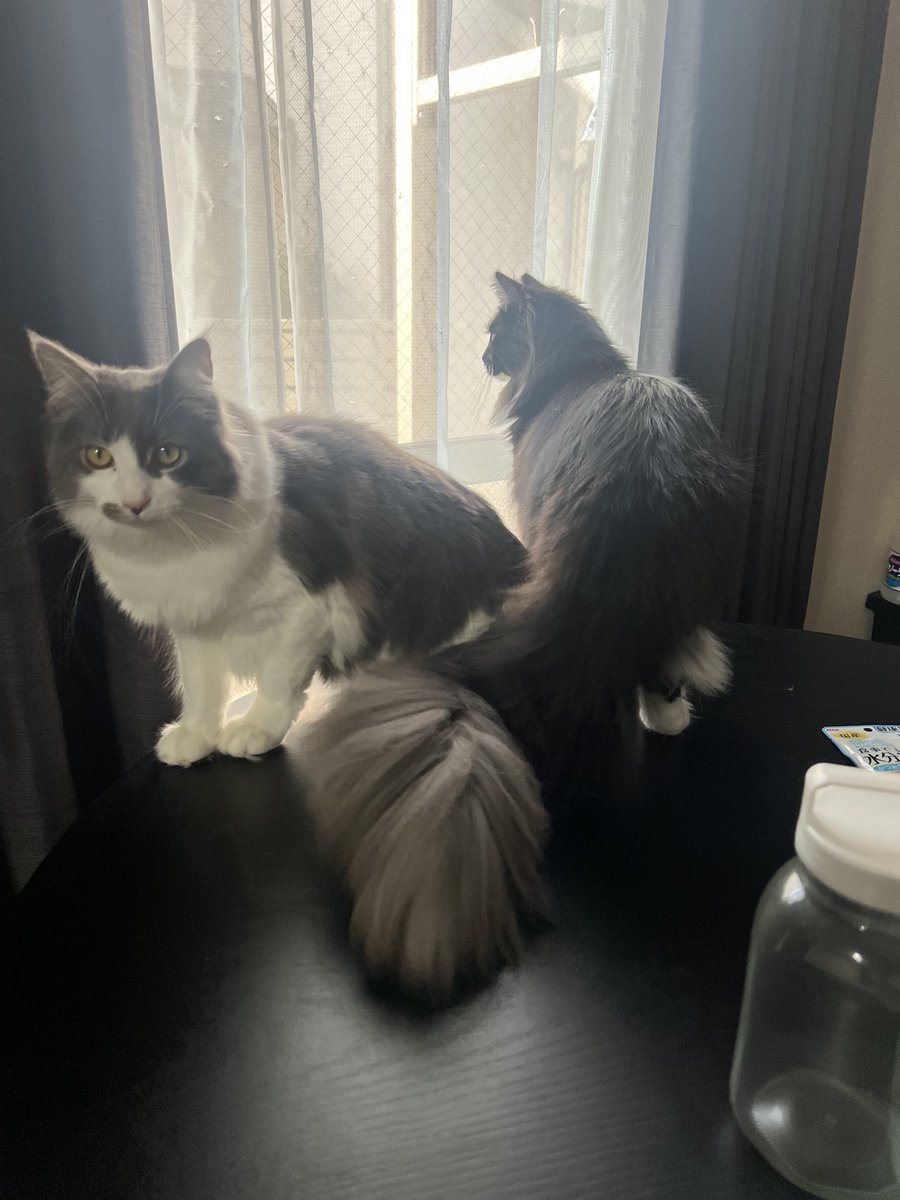 ぷらむ と らいむ tweet media