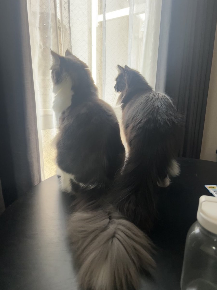 ぷらむ と らいむ tweet media