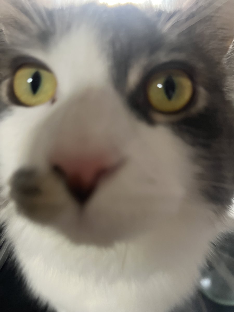 ぷらむ と らいむ tweet media