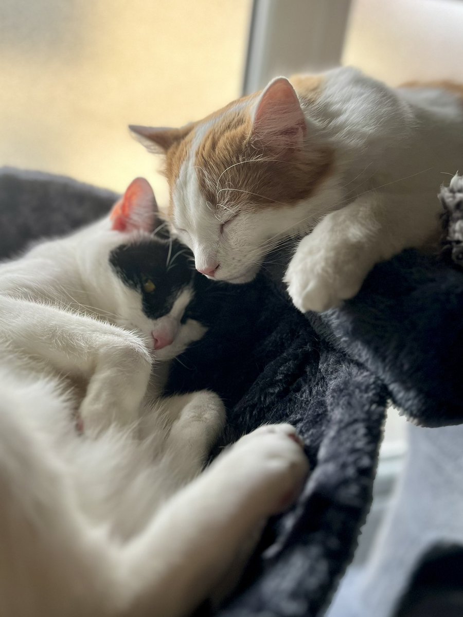 UnexpectedPenny's tweet photo. @JaneFallon Sorry you’re going through this. Mabel &amp; Meeko send their best cuddles https://t.co/3t5xyxa0Yl