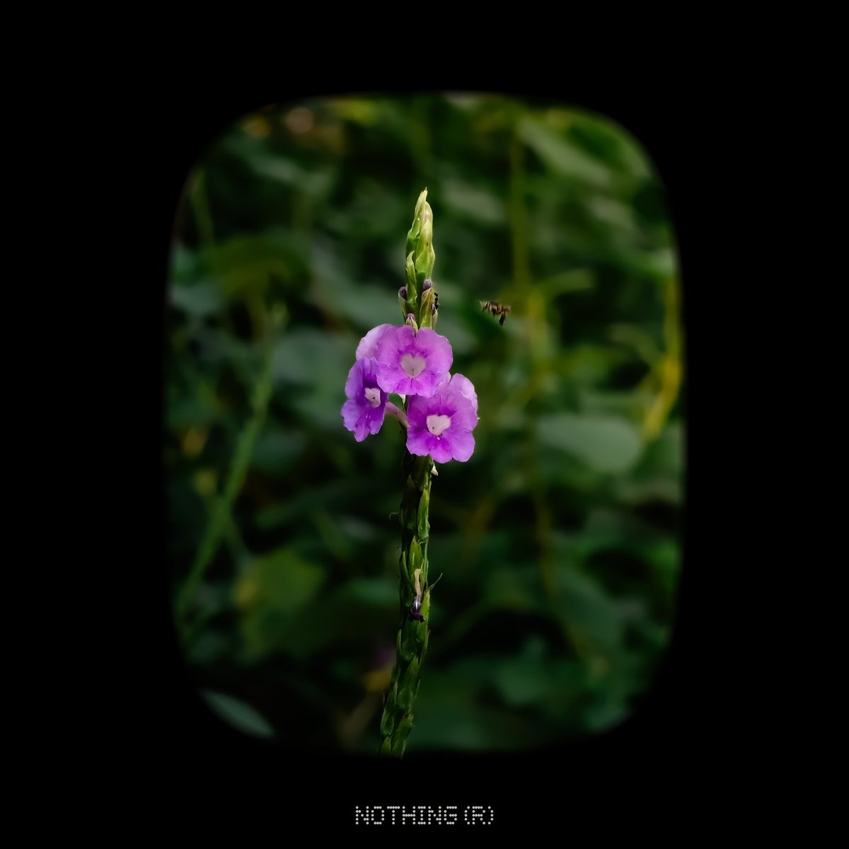 Software ✨

The software is still the best part. It's running Nothing OS 4.1 based on Android 16, keeping that clean, minimal, and aesthetic. 
They've also added some basic AI photo tools and cool new watermarks.