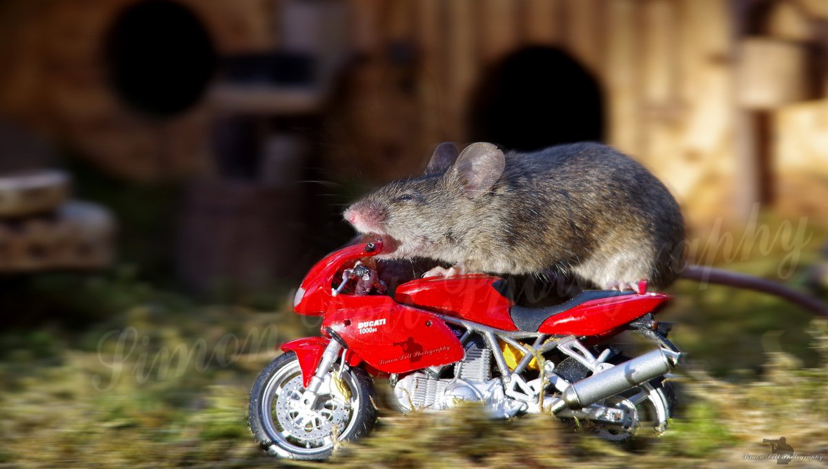 George the Mouse in a log pile house - Simon dell tweet media