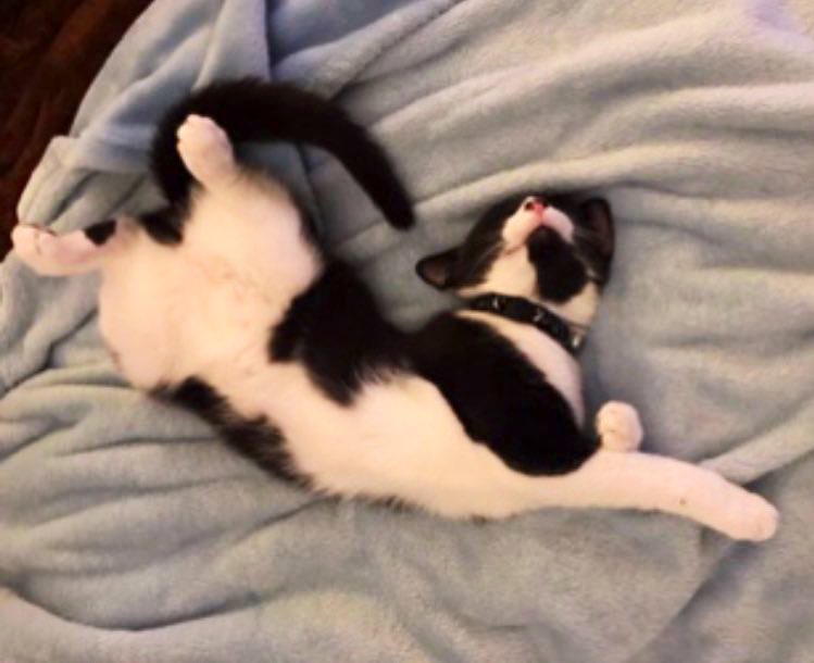 Sophie🐈 Molly🐈 & RIP Boo🐈 tweet media