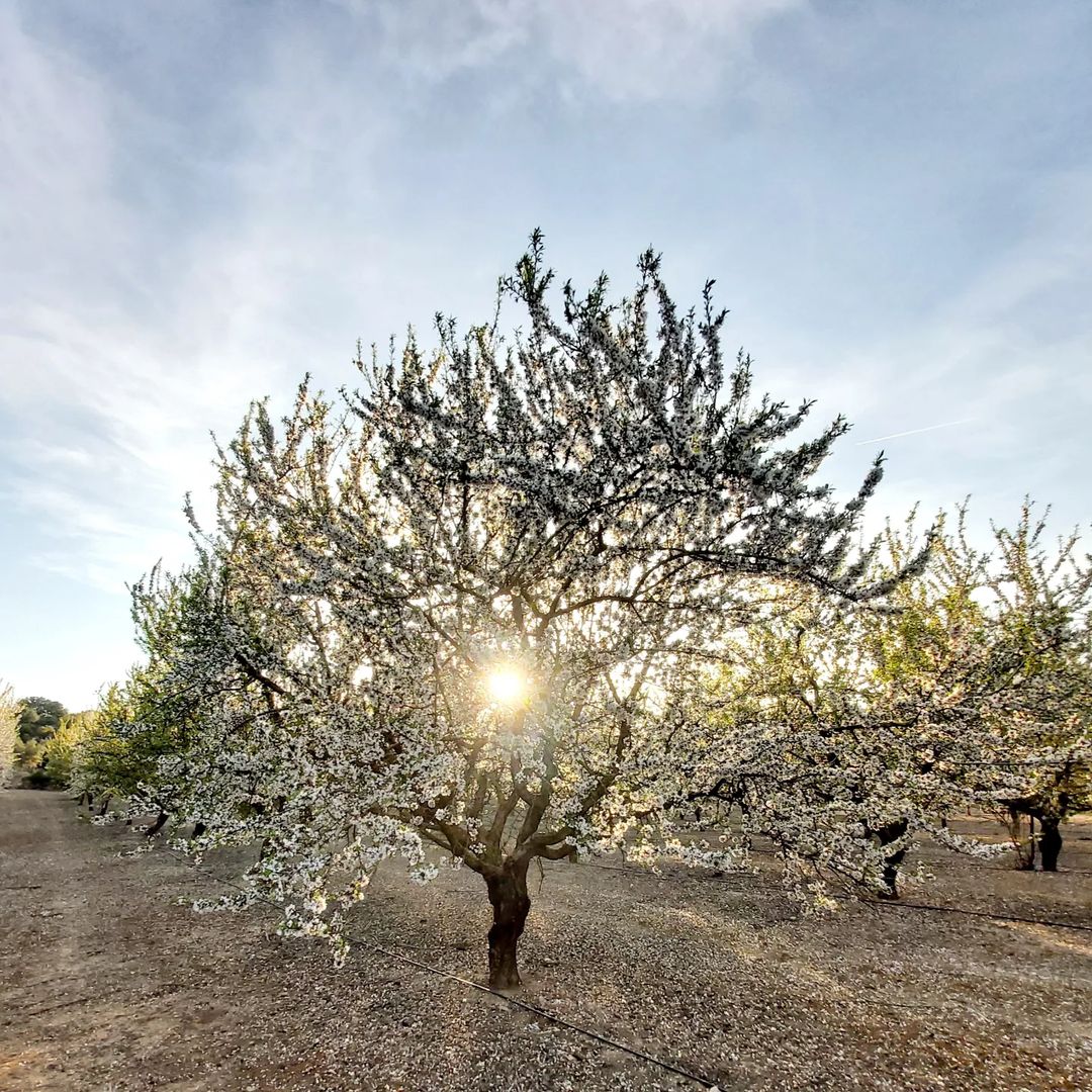Segrià Turisme tweet media