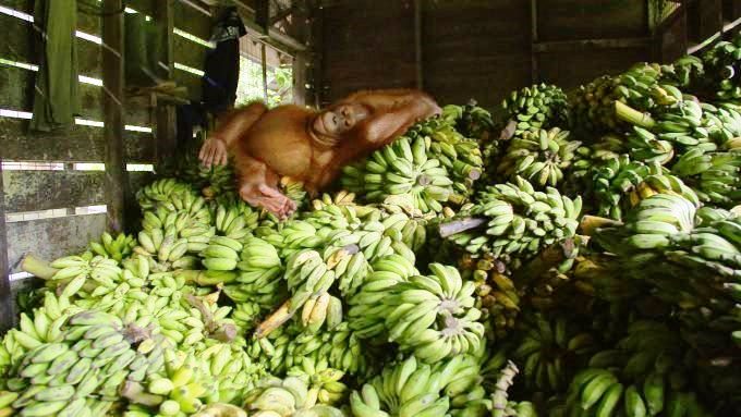 Orangutan Outreach 🦧❤️🌳 tweet media