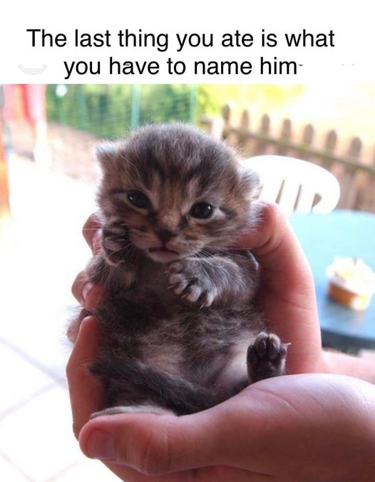 WholesomeMemes tweet media