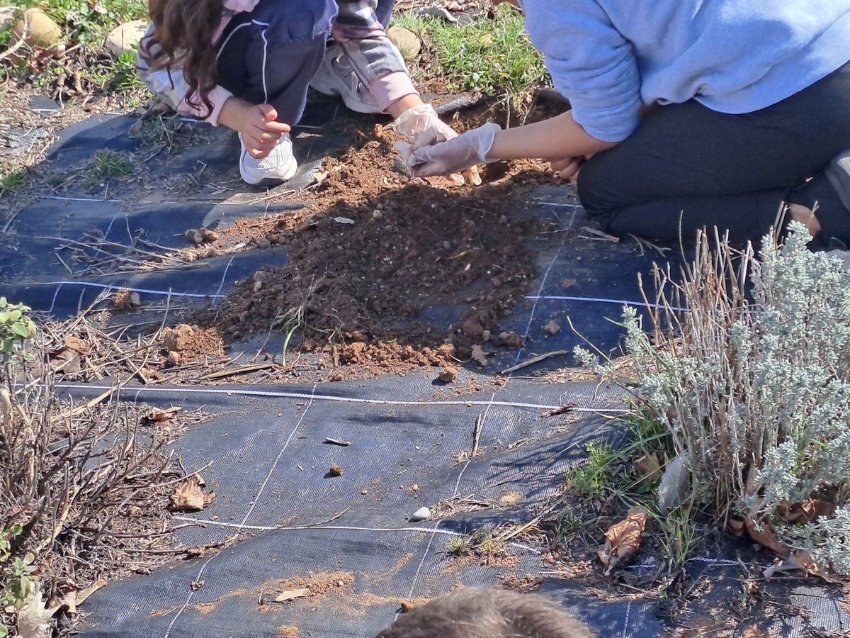 PlantateAlmazan's tweet photo. ¡Plantación conjunta 2026 terminada! 😃
🌳 Árboles : quejigos, encinas, sabinas, pinos 🌲
🌷 Aromáticas: romero, santolina, salvia, lavanda 🌱 🌺
Gracias por trabajo el conjunto ➡️ @CIFPALMAZAN @IES_Gaya @CeipDiegoLainez @calasancioalmaz @CepaElCamino 
@CFIEdeSoria https://t.co/KP6G0WEdGo