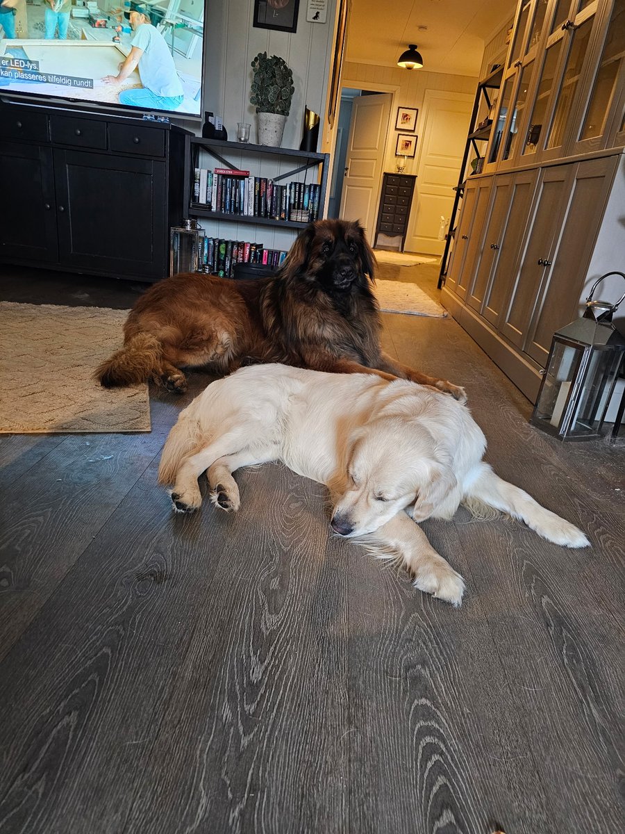 Wencheann1960's tweet photo. Good afternoon dear friends. Sitting in my sofa listen to music and read a good book from Lisa Gardner called The other doughter. I love it. Leo and Dennis rest inside and Cæsar is outsid in my veranda. Have a nice afternoon dear friends ❤️🌹🫂🫶🐶🇧🇻 https://t.co/mkbBv0iWij