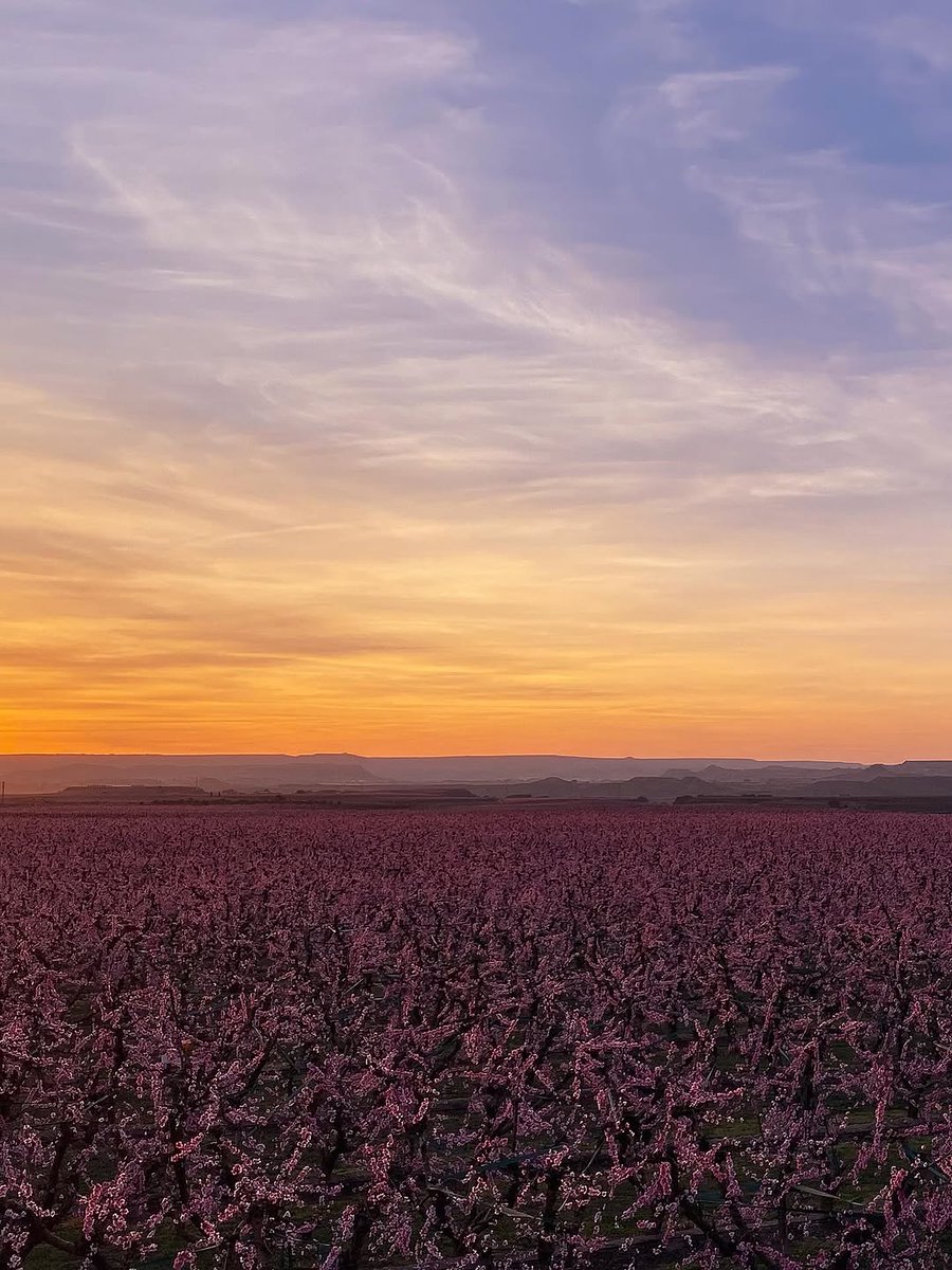 Segrià Turisme tweet media