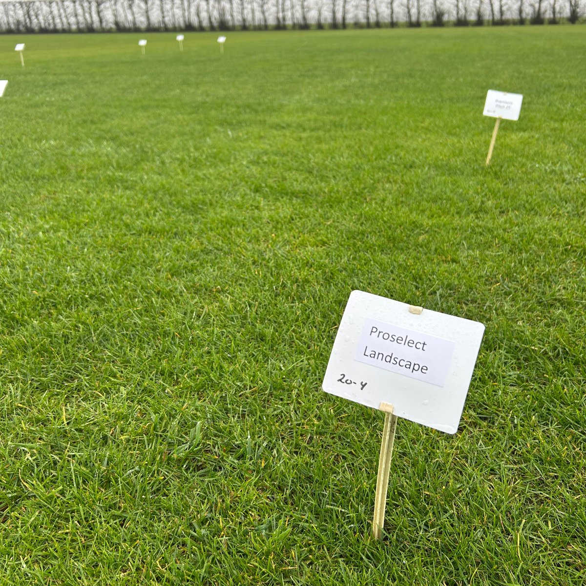 ICL Growing Solutions - Turf & Landscape 🇬🇧🇮🇪 tweet media