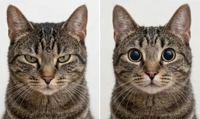 Nikita RØ tweet media