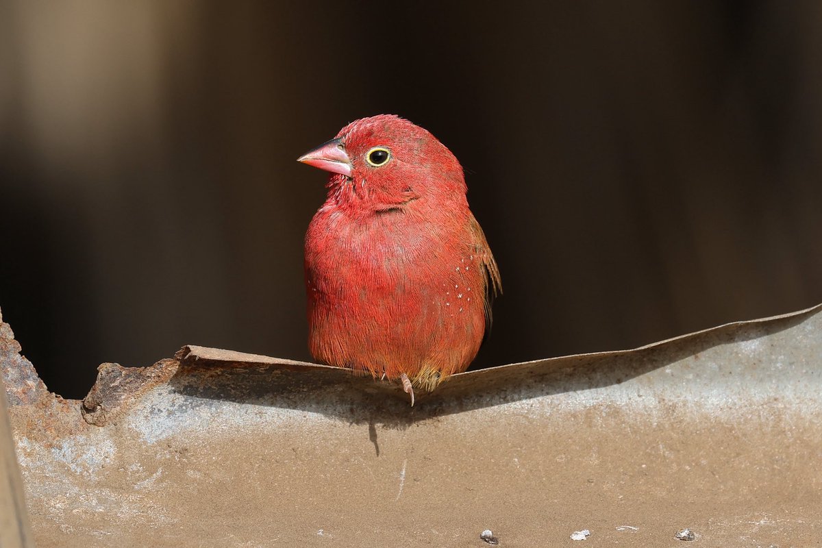 Steve Hubbard tweet media