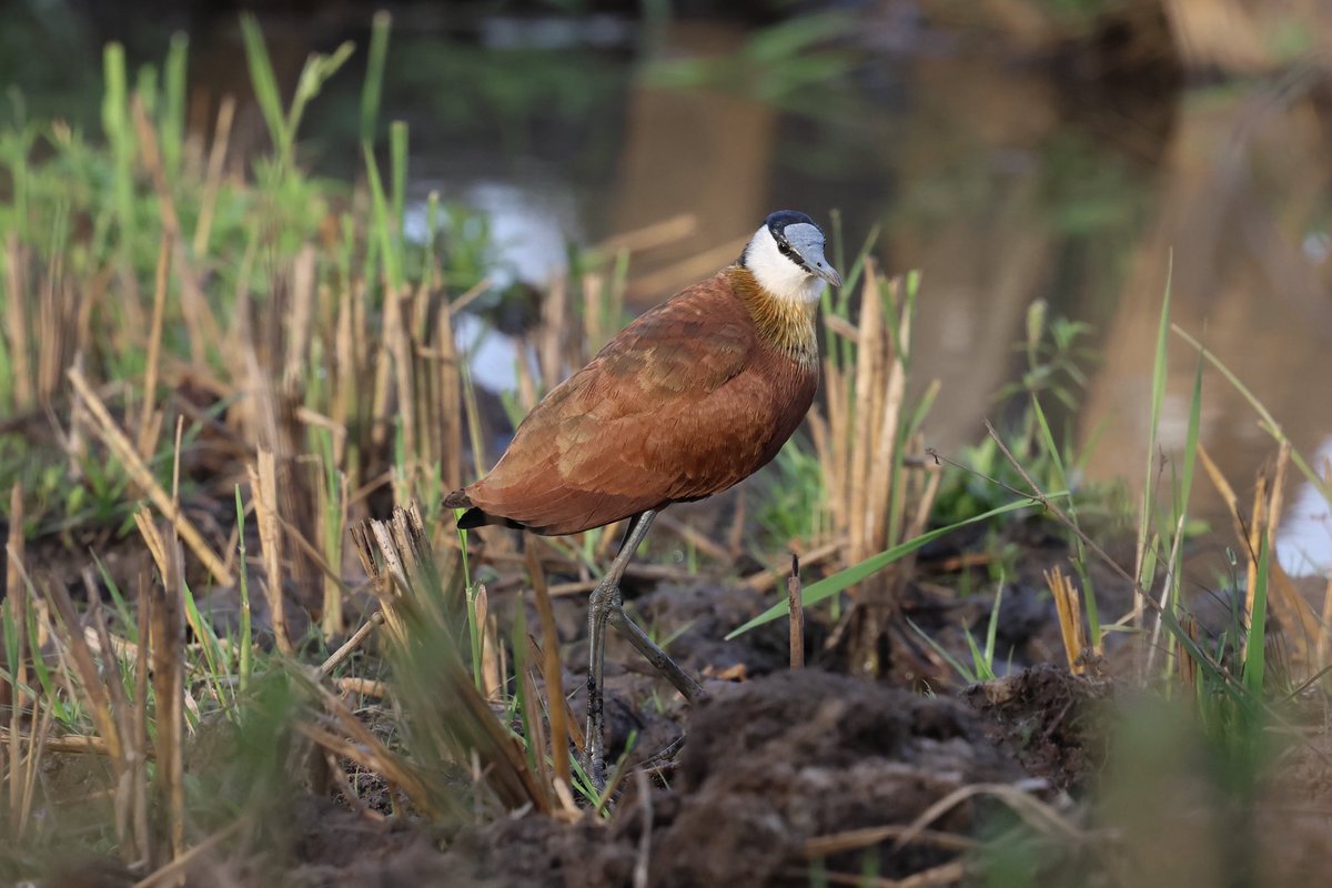 Steve Hubbard tweet media