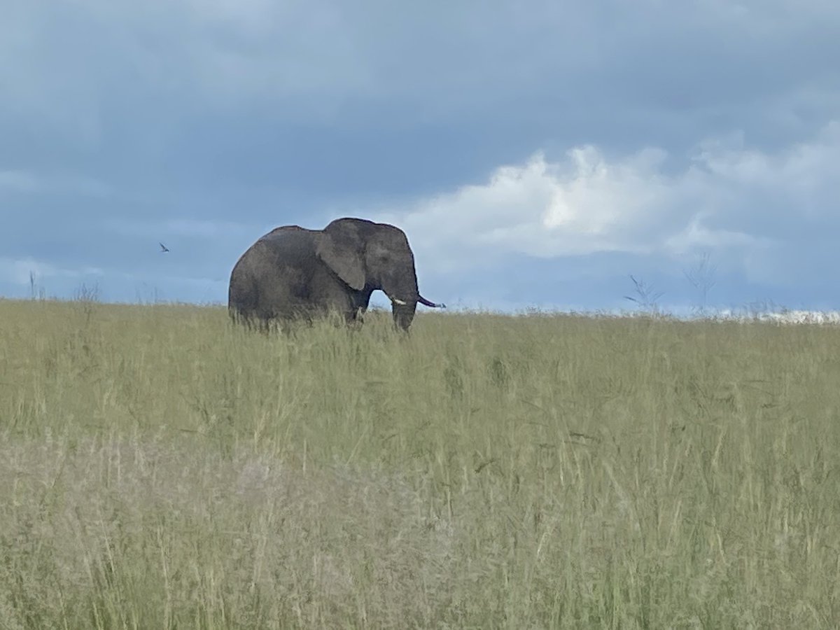 nachogenePD's tweet photo. 4 of the big five and so many more incredible animals! Amazing country and people
❤️ 🇰🇪 https://t.co/5VzpjwYGlh