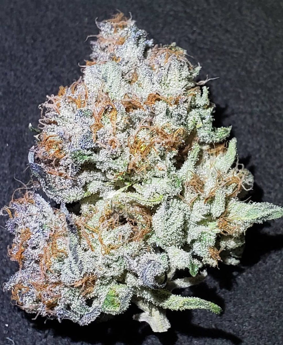 symgenetics's tweet photo. Mimosa
#mimosa #symbioticgenetics #cannabis
#weedporn #weedpics #budshots420
#cannabiscommunity #weedstagram420
#cannabiscommunity420 #weedstagram
#highsociety #highsociety420 https://t.co/so881xjTZD