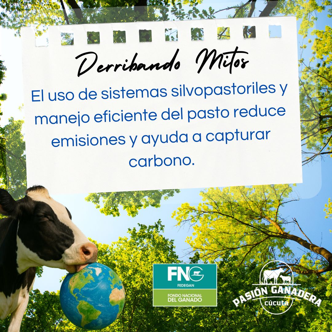 Proyecto Local Cúcuta Fedegan - FNG tweet media