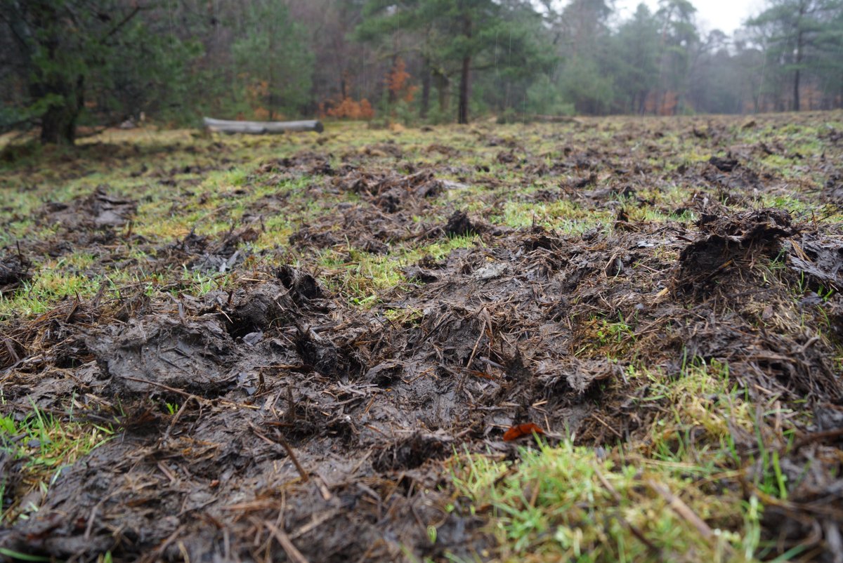 Geesje Rotgers tweet media