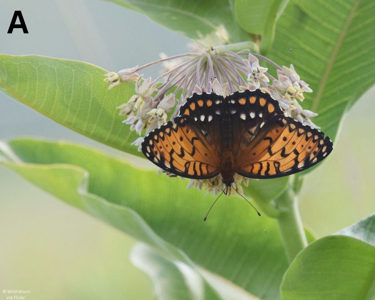 Iowa Monarchs tweet media