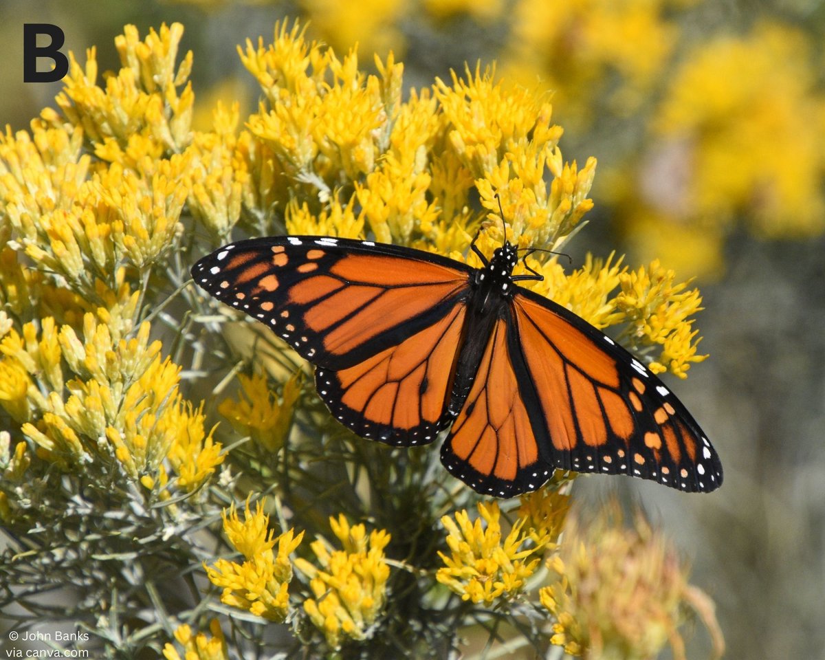 Iowa Monarchs tweet media