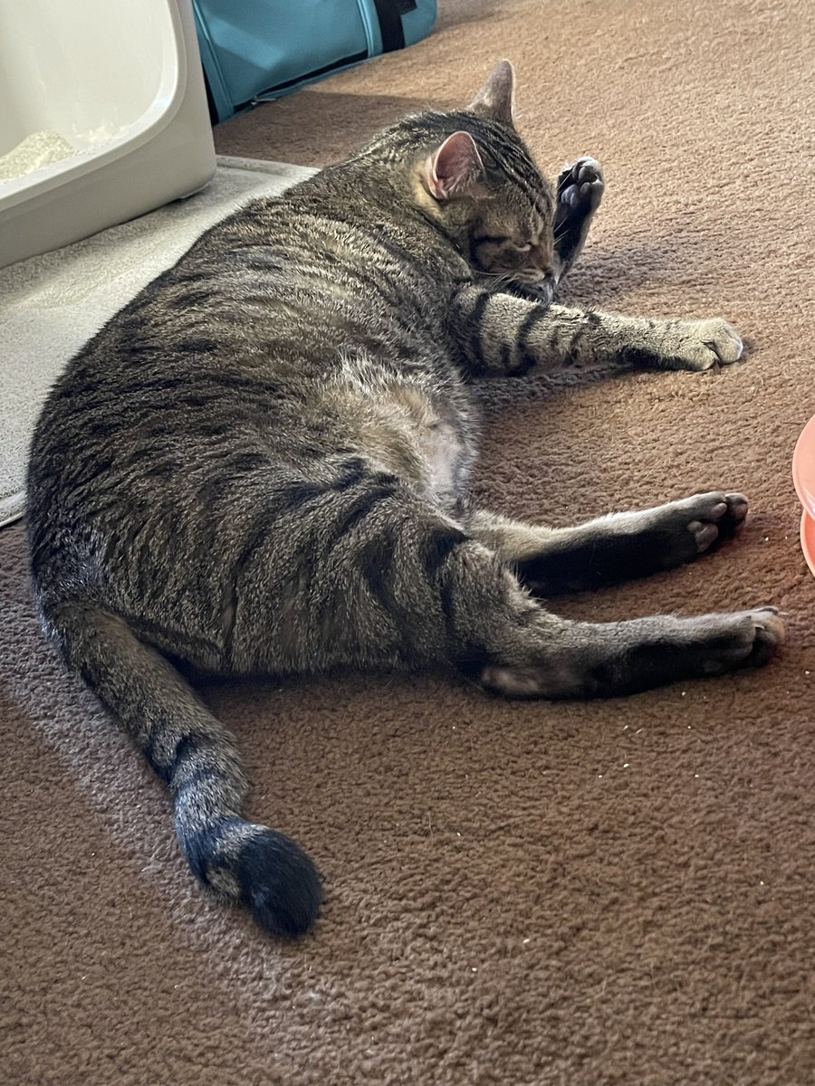 PrettySweetKitties tweet media