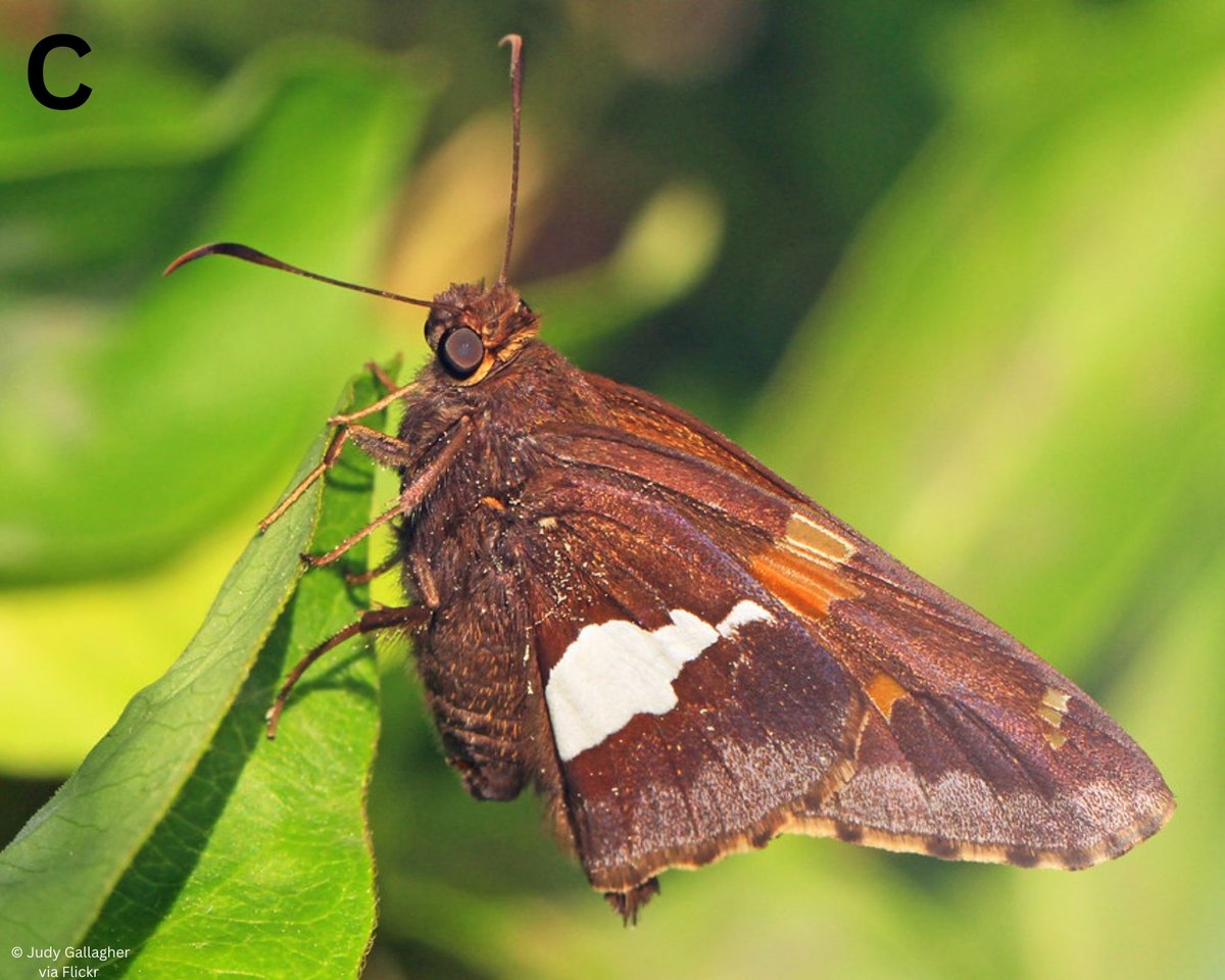 Iowa Monarchs tweet media